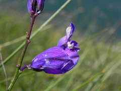 Polygala major