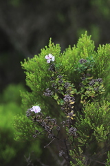 Hedythyrsus thamnoideus