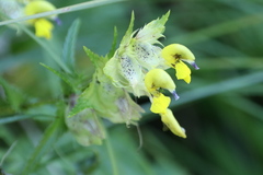 Rhinanthus glacialis