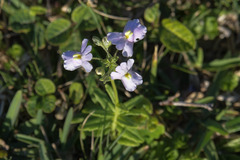 Nemesia