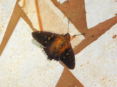 Eudamini
