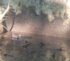 Amaurornis phoenicurus