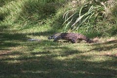 Varanus varius