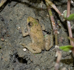 Fejervarya multistriata