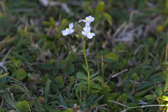 Nemesia