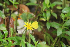 Eurema hecabe