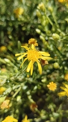 Dittrichia viscosa