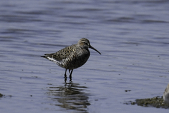 Calidris ferruginea