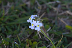 Nemesia