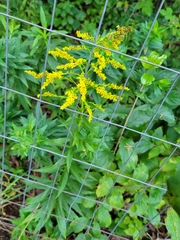 Solidago juncea