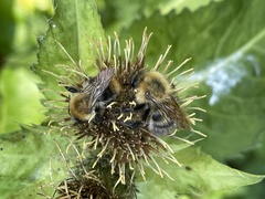 Bombus schrencki