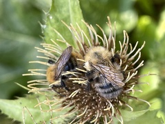 Bombus schrencki