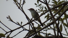 Euscarthmus meloryphus