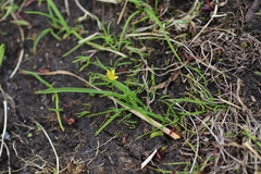 Hypoxis kilimanjarica