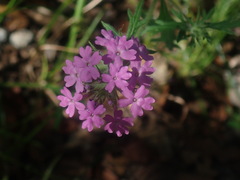 Verbena pulchella