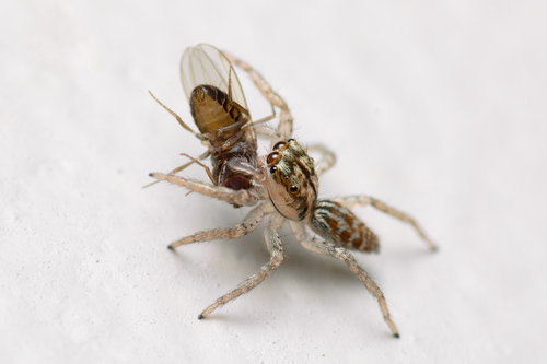 Dimorphic Jumping Spider, photo 10 of 10