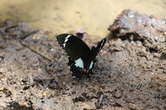 Papilio aegeus