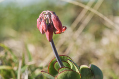 Cotyledon orbiculata