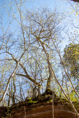 Populus trichocarpa