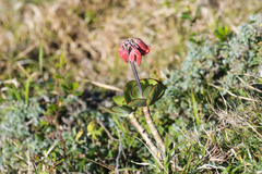 Cotyledon orbiculata