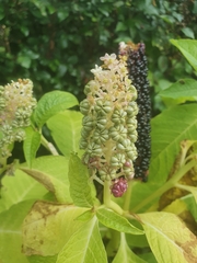 Phytolacca acinosa
