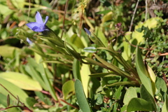 Gentianopsis ciliata