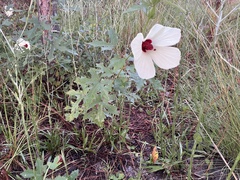 Hibiscus aculeatus