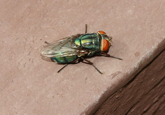 Cochliomyia