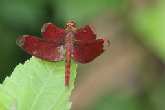 Neurothemis fulvia