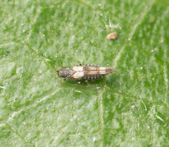Caliothrips
