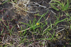 Hypoxis kilimanjarica