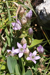 Gentianella aspera