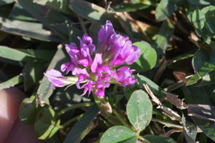 Trifolium burchellianum