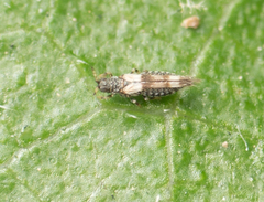 Caliothrips