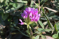 Trifolium burchellianum