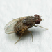 Drosophila repleta - Photo (c) Matt Claghorn, algunos derechos reservados (CC BY-NC), subido por Matt Claghorn