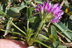 Trifolium burchellianum