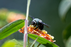 Xylocopa