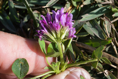 Trifolium burchellianum