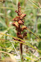 Orobanche gracilis