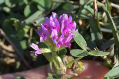 Trifolium burchellianum