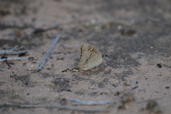 Junonia villida