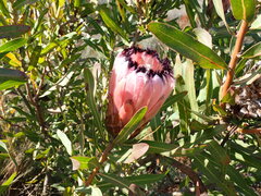 Protea neriifolia