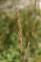 Molinia caerulea