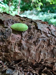 Limacodidae