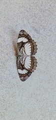 Neptis