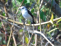 Fluvicola albiventer