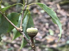 Quercus longinux