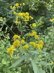 Verbesina alternifolia