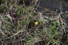 Hypoxis kilimanjarica